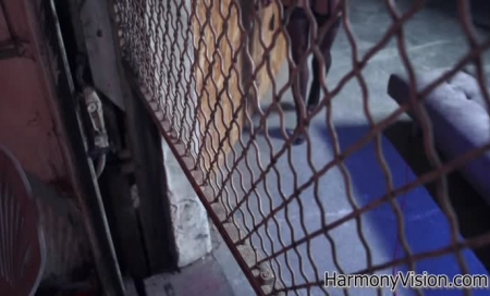 HarmonyVision thumbnail 1